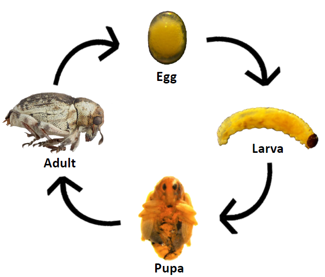 Figure 2 Life cycle of Phytobius vestituspng